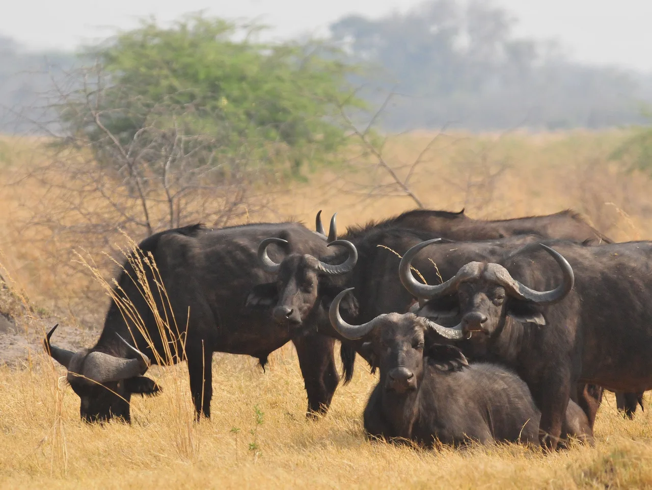 A herd of buffalo resting in golden grass in the Linyanti area