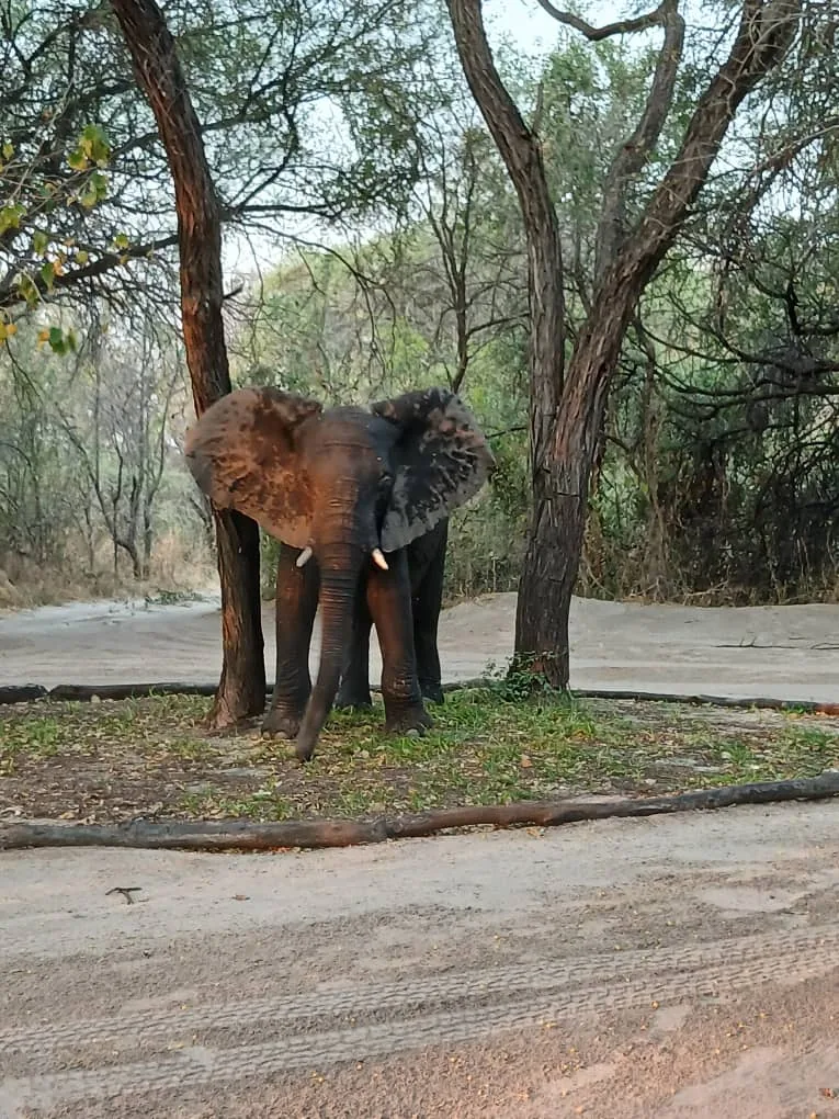 An elephant standing among the trees at Livingstone’s Camp