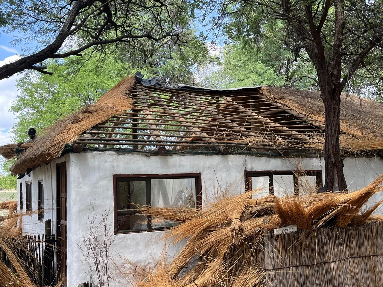 Re-thatching the camp office among the trees