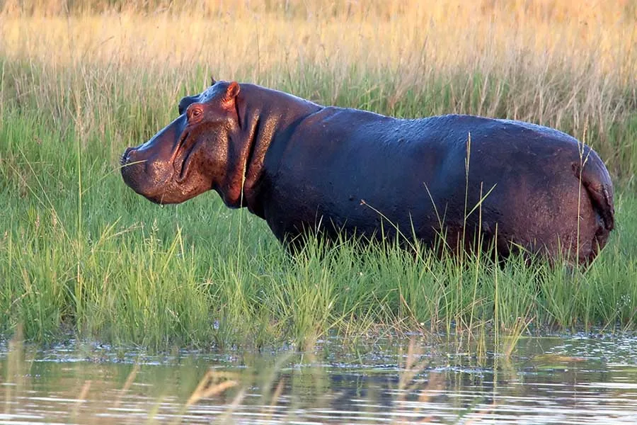 Hippo in the wetlands