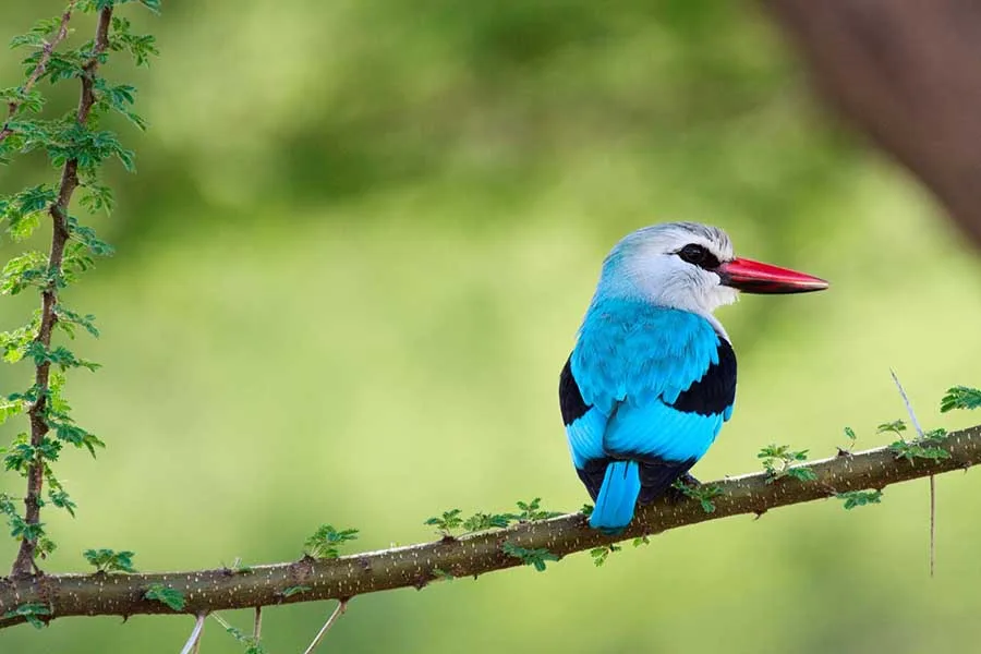 A kingfisher among the foliage