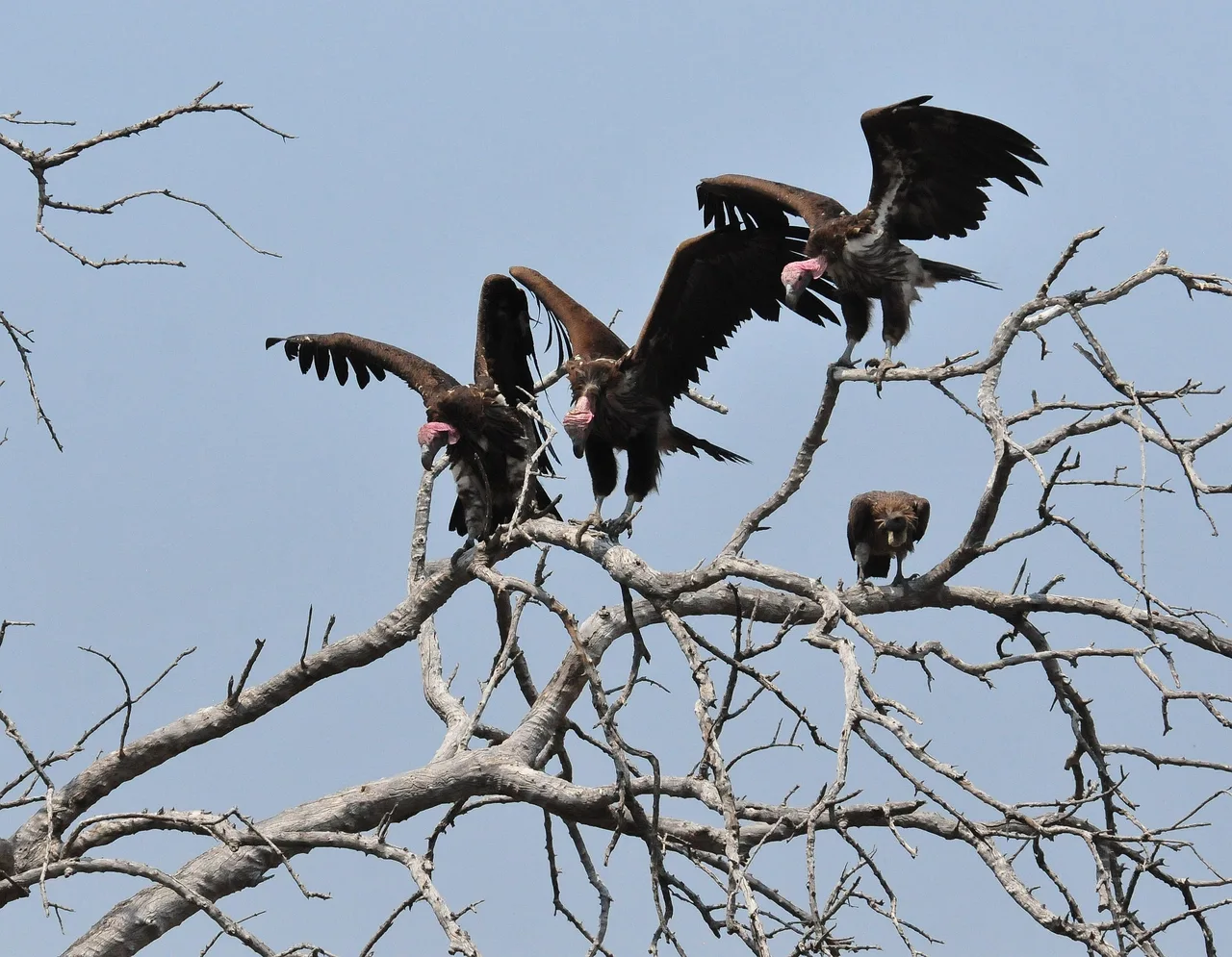 Birdlife in the wetland landscape
