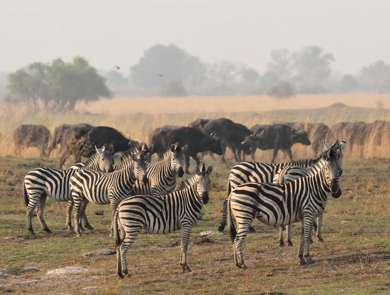 Zebra and buffalo in open grassland