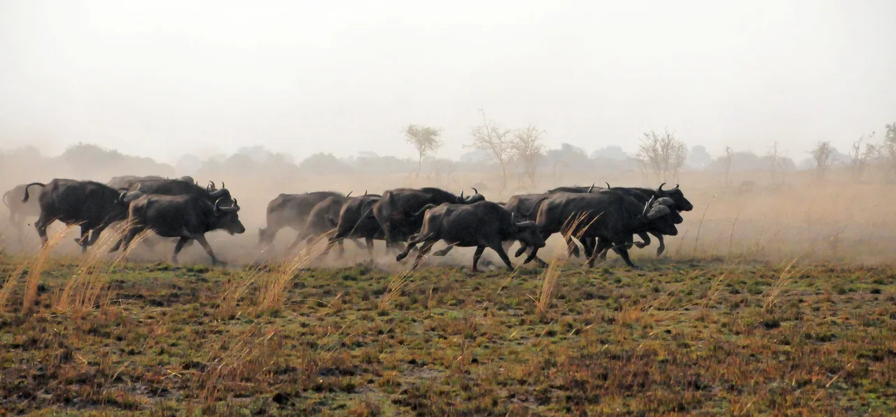 Buffalo on the floodplain