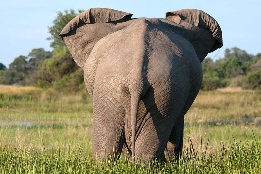 Elephant in the wider landscape